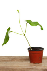 Runner bean plant