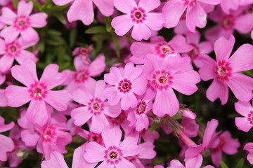 Kleine Rosa Blühten