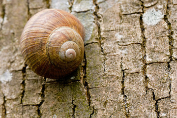 Weinbergschnecke