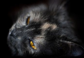Beautiful portrait of a grey cat