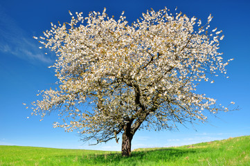 Fototapeta na wymiar Blooming cherry tree