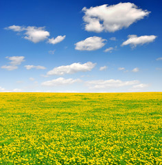 Obraz premium dandelions in the meadow with blue sky