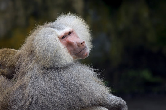 Baboon