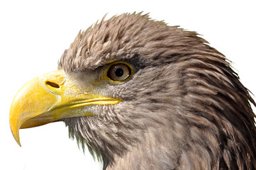 sea eagle isolated on white