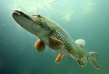 Underwater photo of big Pike (Esox Lucius).