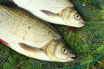 Fish on the fish net.