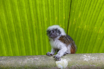 cotton-top tamarin