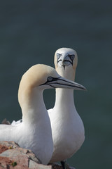 Basstölpel (Morus bassanus)