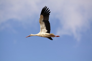White stork in flight © Pedro Bigeriego
