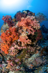 Naklejka na ściany i meble Colorful Reef Scene