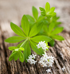 Waldmeister