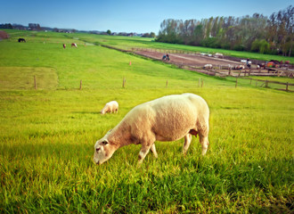 dutch farm by spring