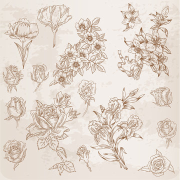 Detailed Hand Drawn Flowers - for scrapbook and design in vector