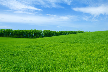 Obraz premium Green wheat field and blue sky
