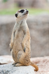 Fototapeta premium Meerkat