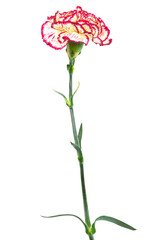 Beautiful carnation