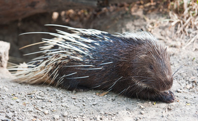 Porcupine