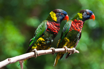 A couple of colorful parrot