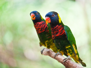 A couple of colorful parrot