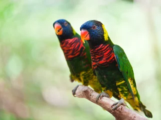 Papier peint photo autocollant rond Perroquet A couple of colorful parrot