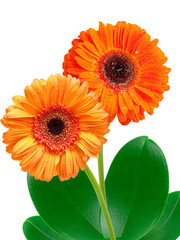 gerber flower isolated on white background