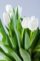 Białe tulipany.