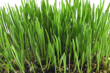 Fototapeta na wymiar Зелёная трава