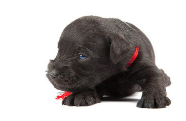 black puppy of Miniature Schnauzer