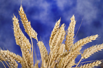 Group of wheat ears  close up shoot