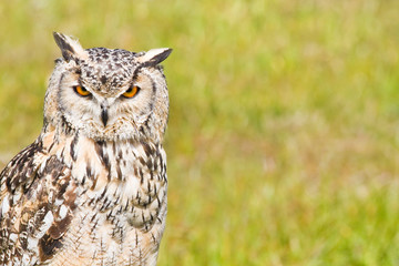 Siberian Eagle Owl or Bubo bubo sibericus