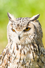 Siberian Eagle Owl or Bubo bubo sibericus