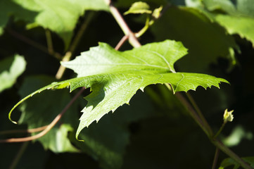 Grape leaf