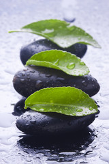 hojas verdes sobre piedras negas con agua
