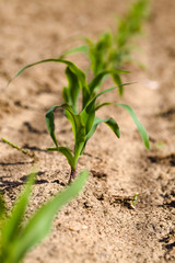 green corn