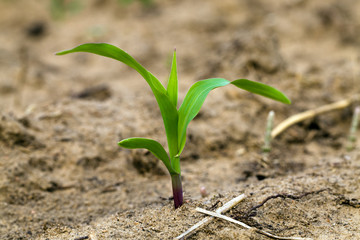 small sprouts