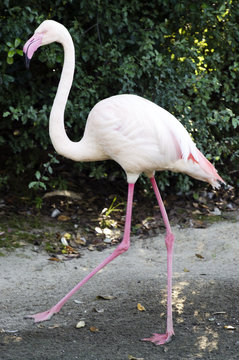 Wildlife and Animals - Flamingo