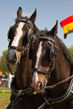 Dark brown draught-horses with blinkers