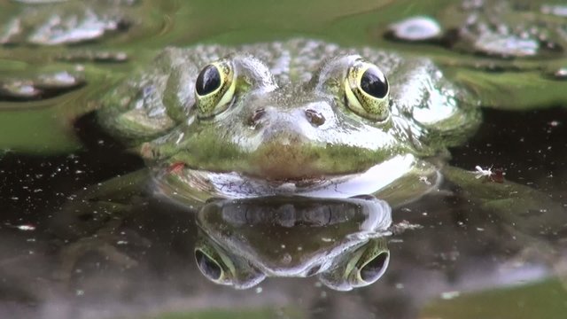 Close-up of Marsh frog in the water