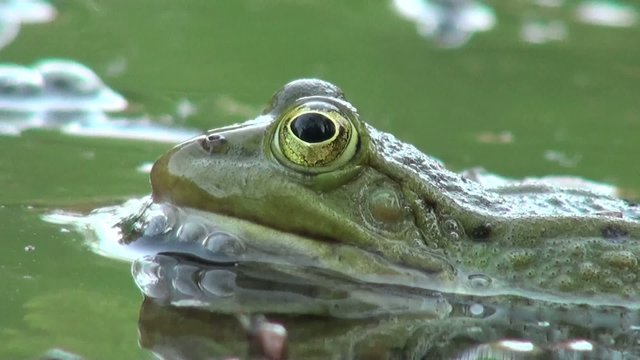 Fast marsh frog in the swamp