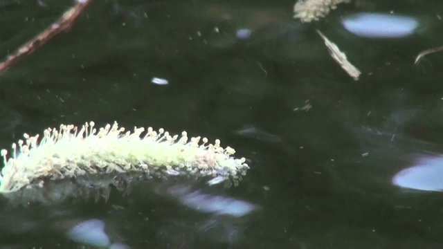 Marsh frog swims in the water in the pond