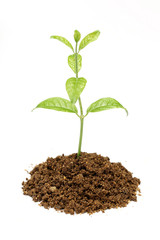 Small plant isolated on white