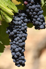 raisin noir