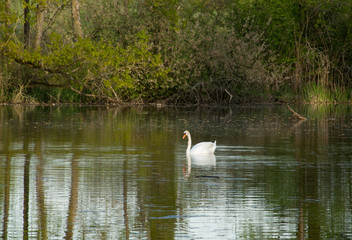 Cygne dans le marais