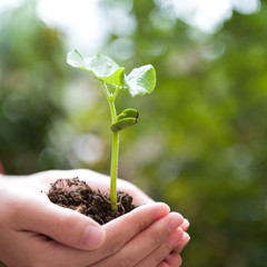 plant in the hand