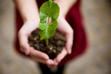 plant in the hand