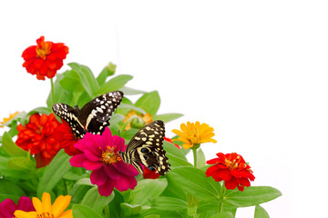 Couple de papillons butinant des fleurs © imagika