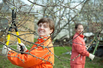 women pruning fruits tree