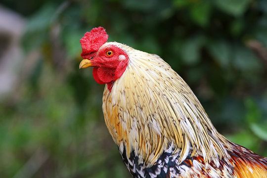 Closeup of a chicken