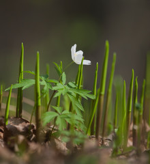 Wood anemone in natural habitat