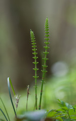 Wood horsetail in natural habitat